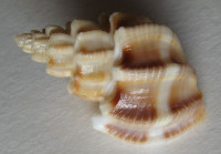 Scalptia scalariformis 1)  (Lamarck, 1822)